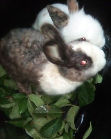 Cute rabbit named stormy and Lola bunny