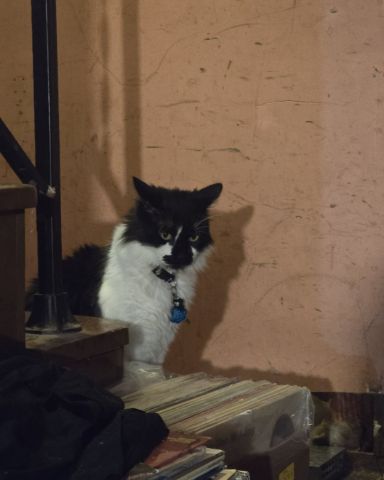 Cute Yes named Oreo