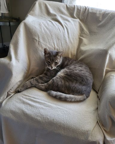 Cute Tabby named Jack