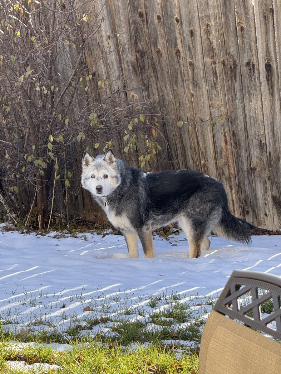 Cute Husky Mix named Loki