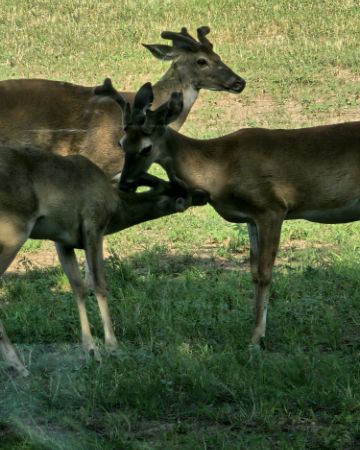 Cute Deer,Axis Deer,Bucks,Axis Bucks named Nature