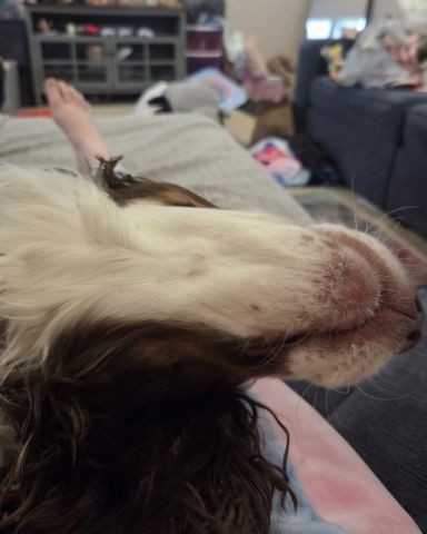 Cute English Springer Spaniel named Sparky