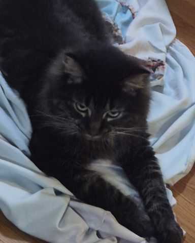 Cute cat named Morgan