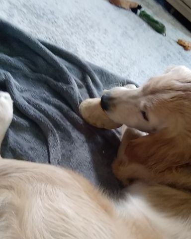 Cute golden retriever named thatdogbeso