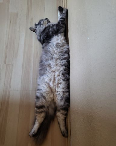 Cute cat named Yeti Freddie