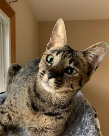 Cute Savannah named Mona