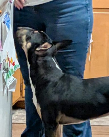 Cute bull terrier named Apache