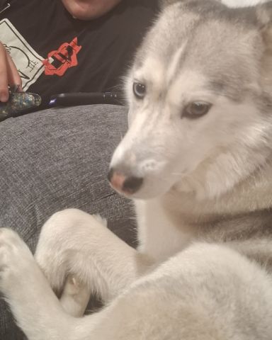Cute husky named Athena