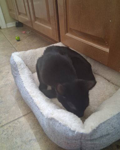 Cute cat named Saylem