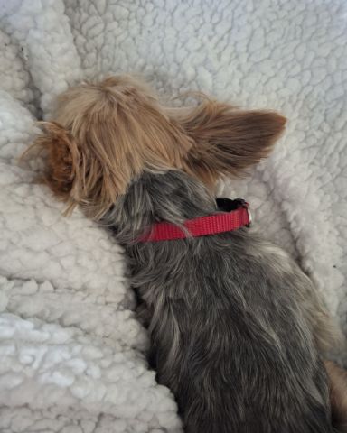 Cute Teacup Yorkie named ~Daisy~