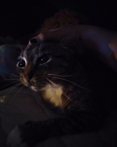 Cute Egyptian Tabby named Shadow