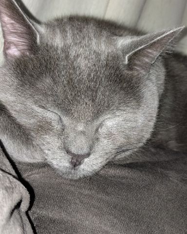 Cute cat named Marshall 🩶 Geoffrey