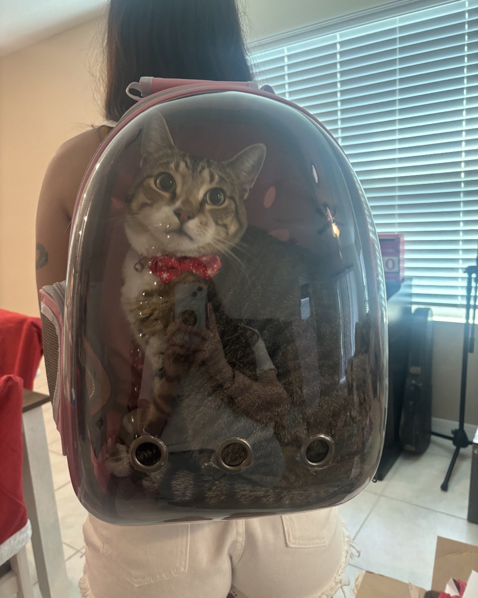 Cute cat named Jasper