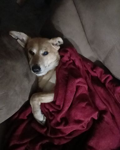 Cute German shepherd mix named Rascal