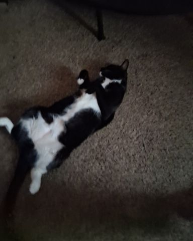 Cute Tuxedo named Angel