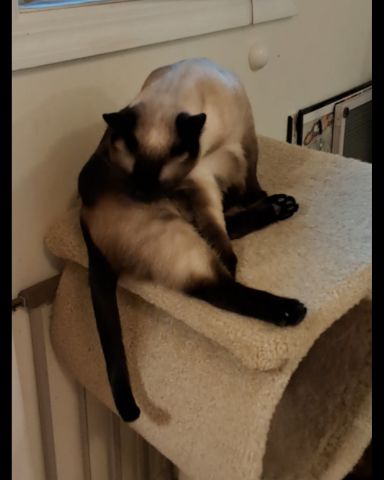 Cute Siamese named Luna🌙💫 (twin of Stella)