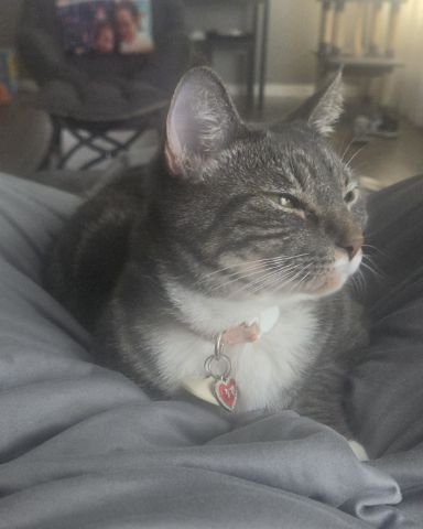 Cute Tabby named L