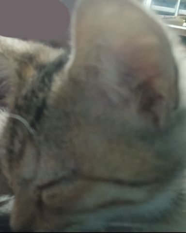 Cute tabby named willow
