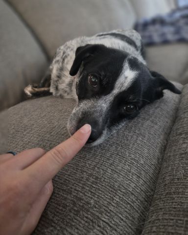 Cute dog named Ash