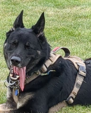 Cute German Shepherd named Spike
