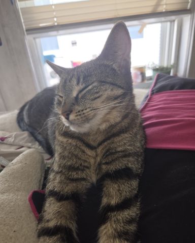 Cute tabby I think named Bella