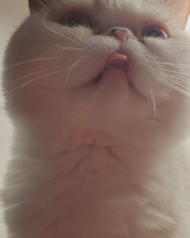 Cute Exotic Shorthaired Calico Persian named Callie