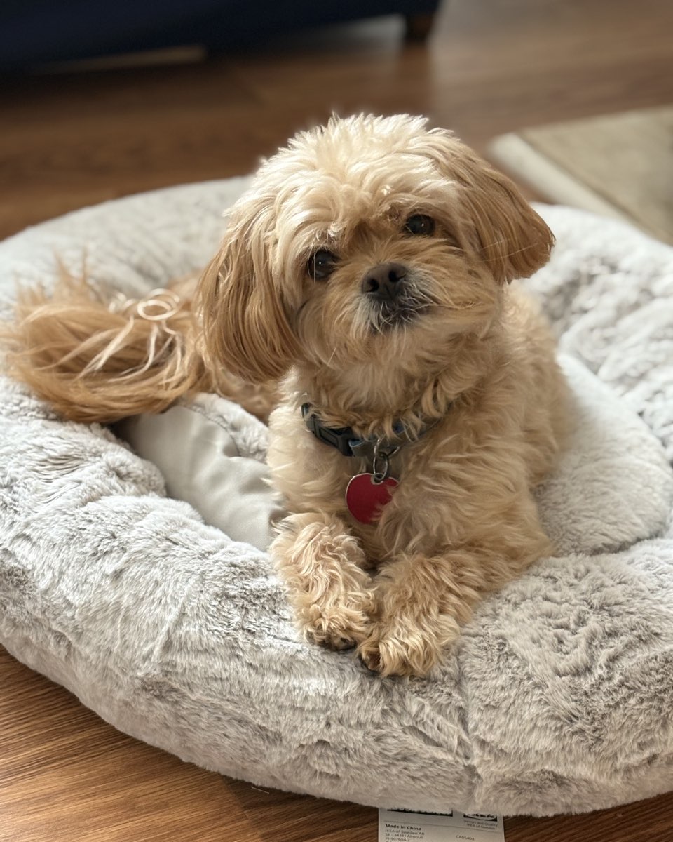 Cute dog named Chewie