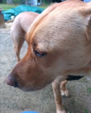 Cute Mutt named Manny