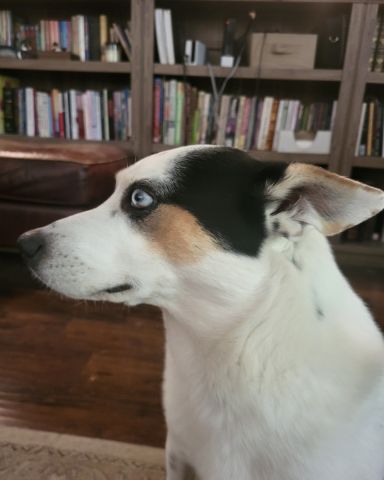 Cute 1/4 Chihuahua 3/4 Queensland healer named Billy