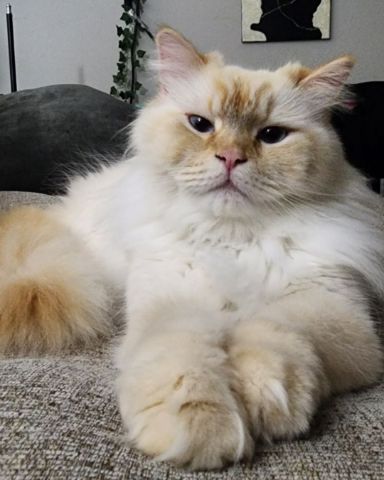 Cute Persian Ragdoll named Leo