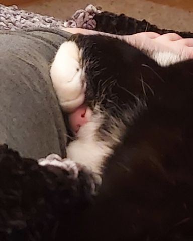 Cute cat named Nico di Angelo