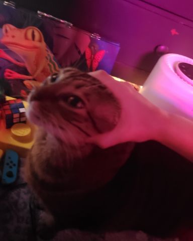 Cute brown and black tabby cat named Leia Marie Johnson😊