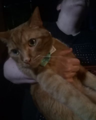 Cute tabby named Tiger