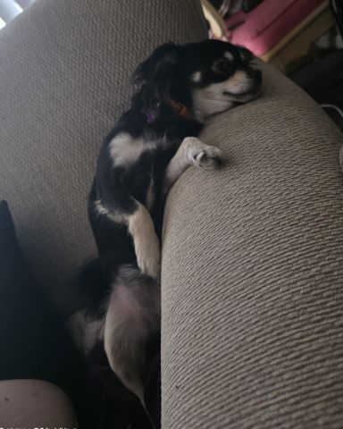 Cute Chihuahua named Mango 🥭