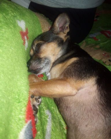 Cute dog named pop pop