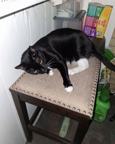 Cute cat named Angel