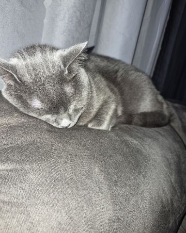 Cute cat named Marshall 🩶 Geoffrey