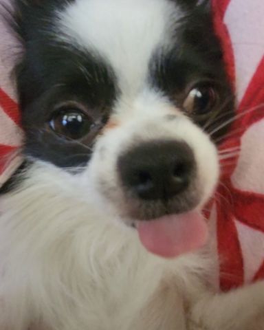 Cute Long haired Chihuahua named Danny