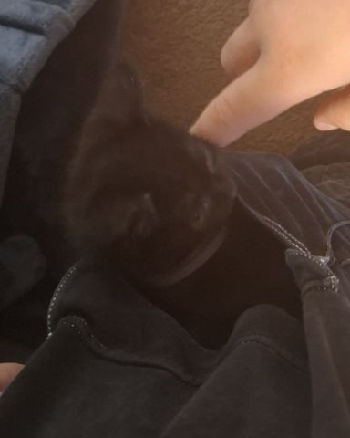 Cute cat named Aries
