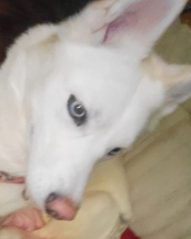 Cute Siberian husky named bones