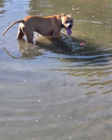 Cute boxer mix named Tater