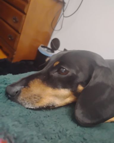 Cute wiener dog named ralphie