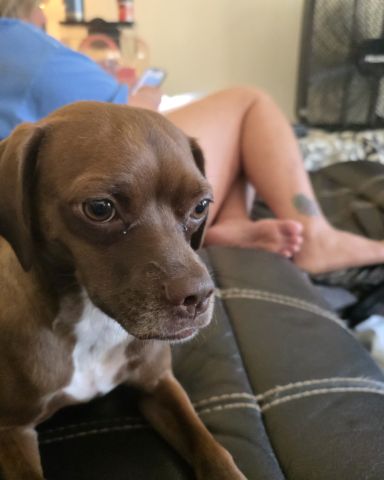 Cute Terrier Mix named Wonka