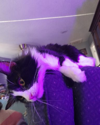 Cute Tuxedo named Day