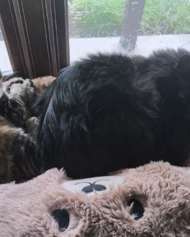 Cute Labrador retriever, Bengal tabby, Grey cat, black cat named pablo, bk, marceline, kaiju