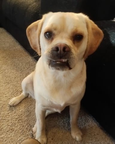 Cute puggle (beagle and pug mix) named pickles