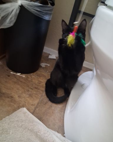 Cute cat named Saylem