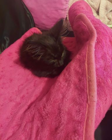 Cute cat named midnight