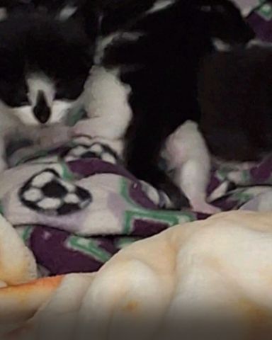 Cute Tuxedo named Oro