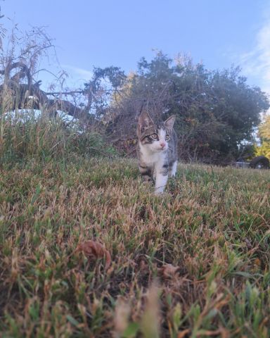 Cute cat named Sol